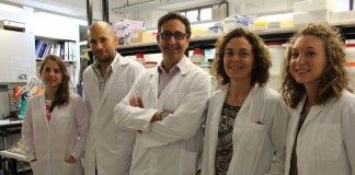 El equipo de investigación del profesor José Miguel Soria combina células madre de médula ósea con antioxidantes para el tratamiento de lesiones cerebrales en modelos experimentales