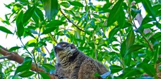 El Hospital Clínico Veterinario de la CEU-UCH ha operado con éxito a un lémur del Bioparc