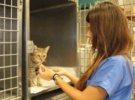 Un gato toma alimento tras una intervención quirúrgica en una de las unidades de atención postoperatoria del Hospital Clínico Veterinario de la CEU-UCH.