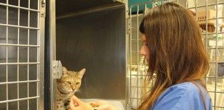 El profesor de Veterinaria de la CEU-UCH José Ignacio Redondo, en el equipo internacional que valida una nueva herramienta para medir el dolor postoperatorio de los gatos Un gato toma alimento tras una intervención quirúrgica en una de las unidades de atención postoperatoria del Hospital Clínico Veterinario de la CEU-UCH.