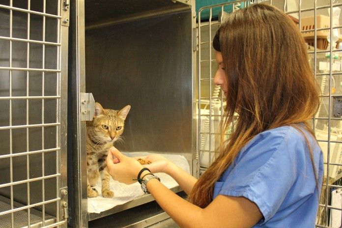 Un gato toma alimento tras una intervención quirúrgica en una de las unidades de atención postoperatoria del Hospital Clínico Veterinario de la CEU-UCH.