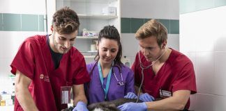La CEU-UCH y la University of Sydney diseñan una herramienta para que los veterinarios puedan evaluar fácilmente el grado de sedación en los perros Estudiantes de la CEU-UCH tratan a un perro sedado en el Hospital Clínico Veterinario de la Universidad.