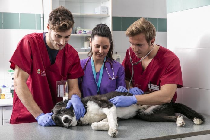 Estudiantes de la CEU-UCH tratan a un perro sedado en el Hospital Clínico Veterinario de la Universidad.