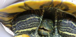 Estudian la presencia de Salmonella en tortugas de hogares valencianos
