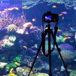 Vídeoinstalación para conmemorar el Día Mundial de los Océanos Las imágenes han sido tomadas en el acuario que el Oceanogràfic de Valencia dedicado al mar Caribe.