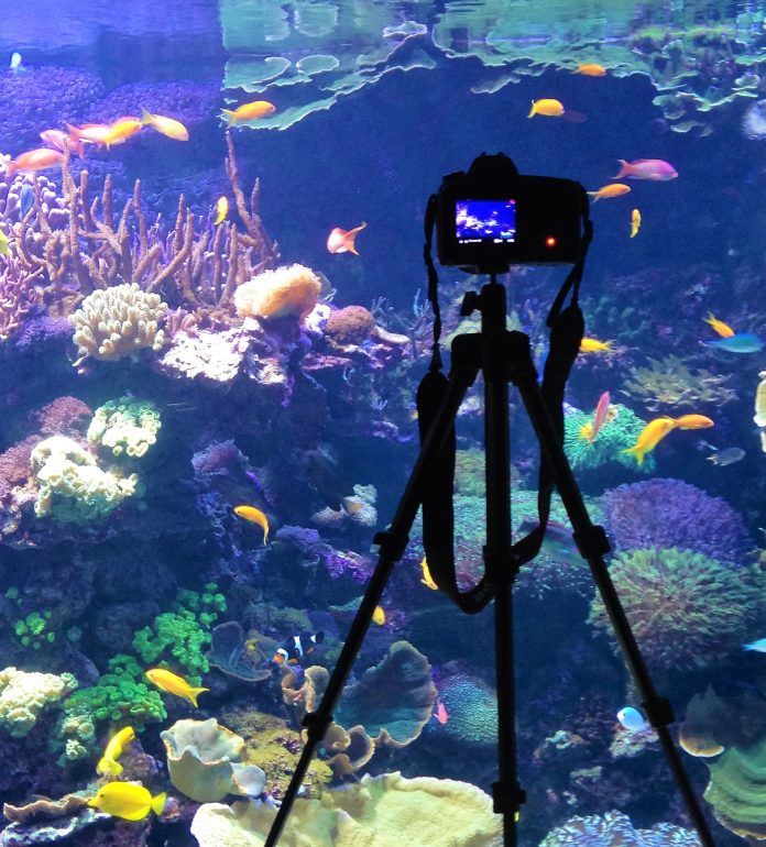 dia-mundial-oceanos-ceu-uch-1 Las imágenes han sido tomadas en el acuario que el Oceanogràfic de Valencia dedicado al mar Caribe.