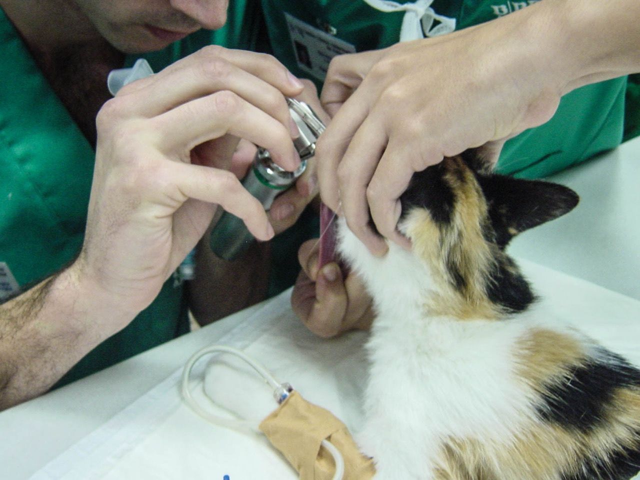 •Los autores del estudio recomiendan el uso de manómetros durante la intubación de los gatos, ya que administrar la presión exacta durante la ventilación manual es más complejo en esta especie animal que en otras.