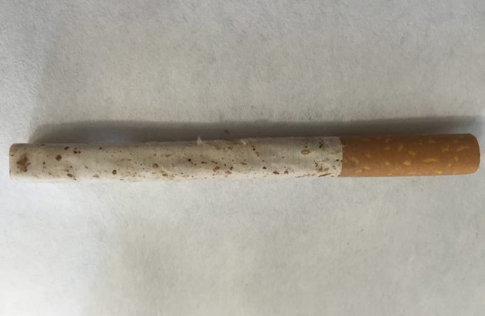 Aspecto del tabaco rubio tras más de 12 meses en humidor, durante las pruebas de conservación realizadas por los investigadores del CEU-UCH.