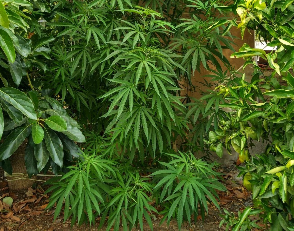 “Es muy preocupante la generalización de la idea errónea de que las drogas vegetales, como el cannabis, son inocuas por ser naturales y también la falsa sensación de seguridad que proporciona el autocultivo de la droga consumida”, destaca Izquierdo.