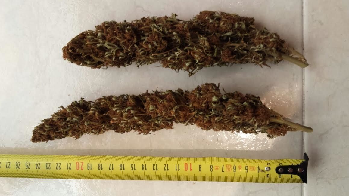 Cogollos de la planta del cannabis, analizados en la parte de estudio botánico de la investigación de Rosa Izquierdo, desarrollada en la CEU UCH.