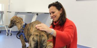 ¿Tienes «galguitis»?, una jornada del HCV-CEU y Galgos 112 para concienciar sobre el respeto a los animales