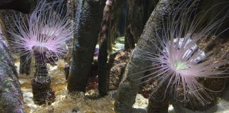 Estudiamos la mayor colección de medusas de Europa en el Oceanogràfic Imagen de una de las especies de medusa (Cassiopea xamachana) mantenida en el Oceanogràfic, sobre las que se desarrollará la investigación de la CEU UCH.