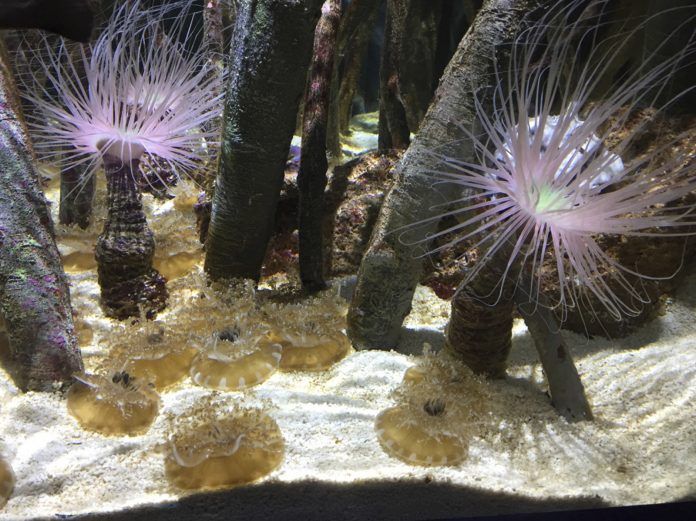 Imagen de una de las especies de medusa (Cassiopea xamachana) mantenida en el Oceanogràfic, sobre las que se desarrollará la investigación de la CEU UCH.