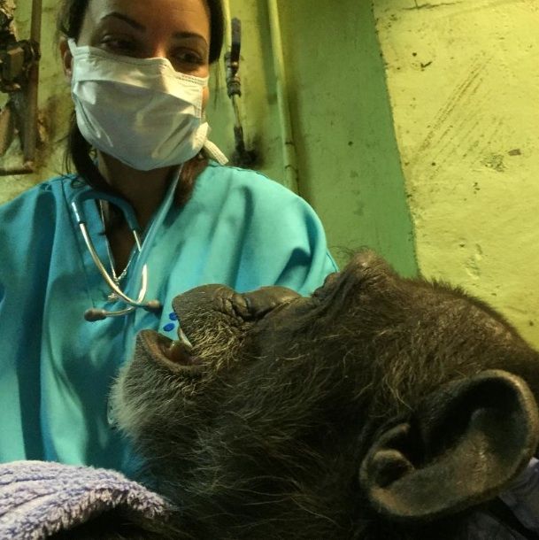 Luisa Martínez, en un chequeo veterinario a la chimpancé Julieta del Bioparc de Fuengirola (Málaga).