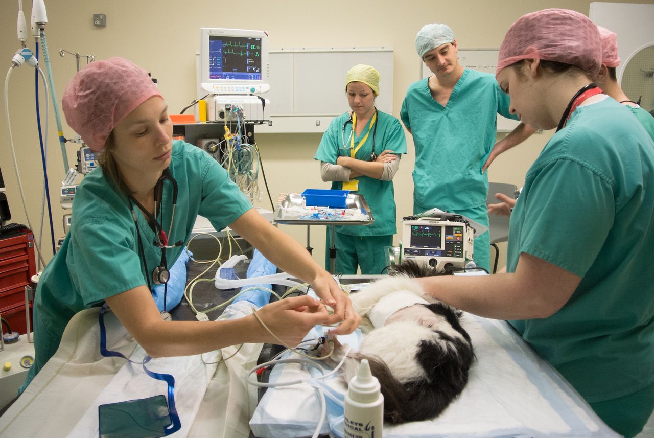Trabajando en el Royal Veterinary College, junto a su co-director de tesis, el doctor Holger Volk.