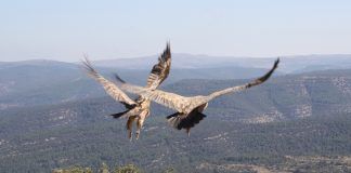 Estudian la presencia de Salmonella en buitres de Castellón La mitad de los buitres de la Comunidad Valenciana habitan en las comarcas castellonenses de La Tinensa y Els Ports.