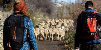Estudiantes de Veterinaria y Comunicación Audiovisual comprometidos con un patrimonio cultural: la Trashumancia