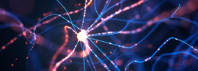 neuronas