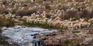 Por una ganadería ‘clean, green and ethical’