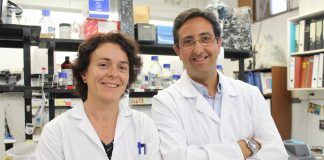 Micotoxinas en alimentos y efectos en el desarrollo embrionario: un estudio sin precedentes Los profesores de la CEU UCH de Elche y Valencia María Ángeles García Esparza y José Miguel Soria, autores de la investigación sobre los efectos de la Ocratoxina A, en colaboración con investigadores del CIPF y la UV.