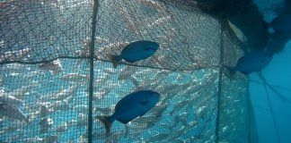 Renuevan la financiación europea para preservar la biodiversidad marina desde la acuicultura Imagen subacuática de especies de peces salvajes, junto a peces cultivados, en una de las granjas acuícolas participantes en el proyecto de investigación de la CEU UCH.