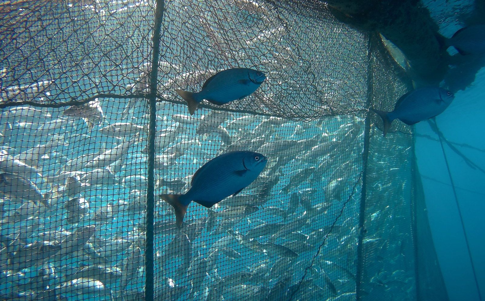 Imagen subacuática de especies de peces salvajes, junto a peces cultivados, en una de las granjas acuícolas participantes en el proyecto de investigación de la CEU UCH.