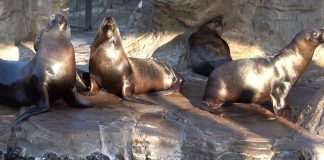 Bostezos: más que un síntoma de somnolencia entre los leones marinos