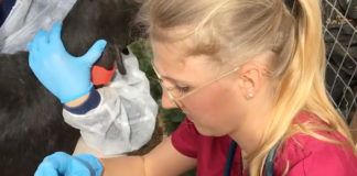 Bio-detective, aprendizaje cooperativo internacional y mejora de las habilidades profesionales