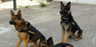 Formando a los guías caninos del Batallón de Policía Militar I