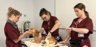 SIESTA, la primera escala hispano-australiana para evaluar la sedación en perros Estudiantes de Veterinaria evaluando, el curso pasado, la sedación de un perro en el Hospital Clínico Veterinario de la CEU UCH.