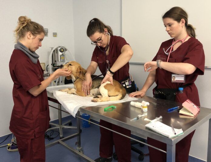 siesta-ceu-uch-university-of-sydney-1 Estudiantes de Veterinaria evaluando, el curso pasado, la sedación de un perro en el Hospital Clínico Veterinario de la CEU UCH.