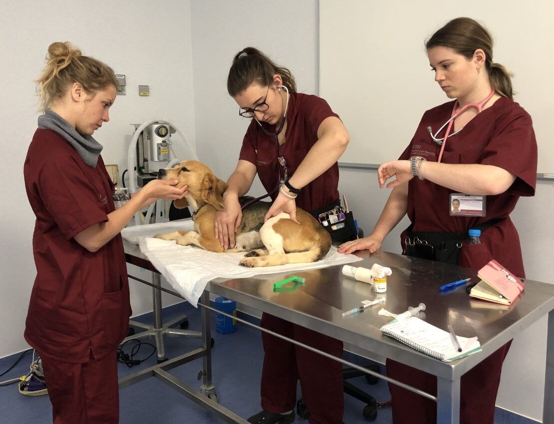 Estudiantes de Veterinaria evaluando, el curso pasado, la sedación de un perro en el Hospital Clínico Veterinario de la CEU UCH.