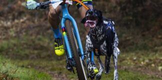 Atletas caninos: avances en la evaluación cardiaca de los perros de deporte