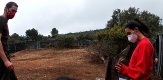 Al rescate de un ciervo en El Rincón de Ademuz (Valencia)