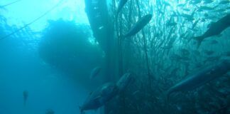 «Parapez-2»: por una acuicultura que contribuye a preservar la biodiversidad marina