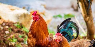 Con el proyecto europeo NETPOULSAFE para mejorar la bioseguridad en el sector avícola