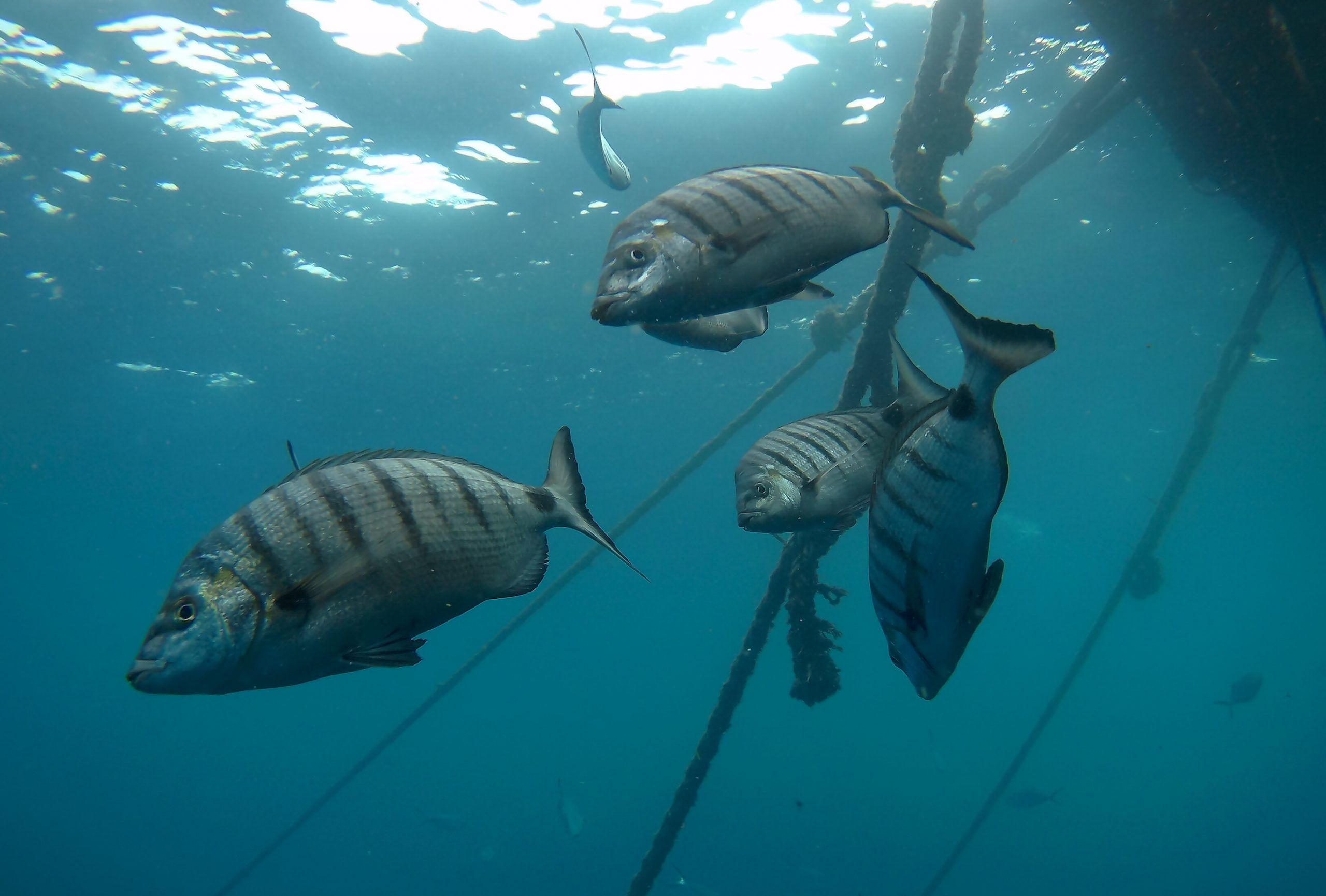 El fototrampeo permite la captación de imágenes subacuáticas al equipo de la CEU UCH para el estudio de peces salvajes en torno a granjas acuícolas de Canarias y la Comunidad Valenciana, en el proyecto Parapez 3.