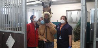 El HCV CEU da de alta al último de los caballos que permanecía ingresado por rinoneumonía equina