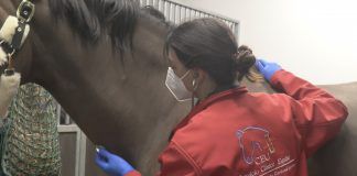 El Hospital Clínico Veterinario de la CEU UCH da de alta a los seis primeros caballos recuperados del brote de herpesvirus equino