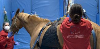 El HCV CEU, volcado ante la crisis sanitaria del herpesvirus equino