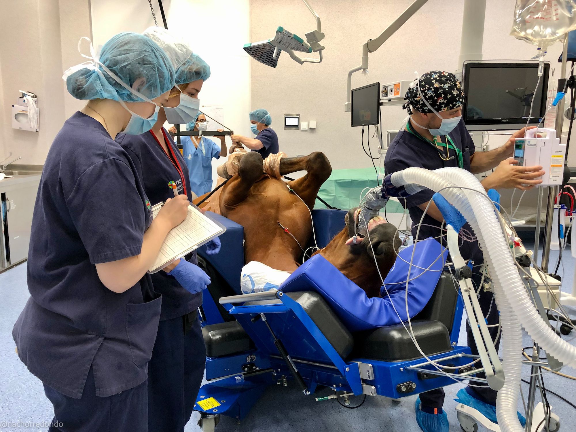 Un caballo anestesiado en el Hospital Clínico Veterinario de la Universidad CEU Cardenal Herrera (Foto: @nachorredondo).
