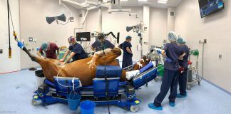 Lanzan CEPEF4, el mayor estudio a nivel mundial de la mortalidad anestésica en caballos