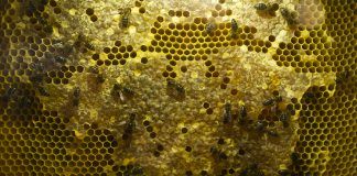 Por un planeta sostenible, celebramos el Día Mundial de las Abejas