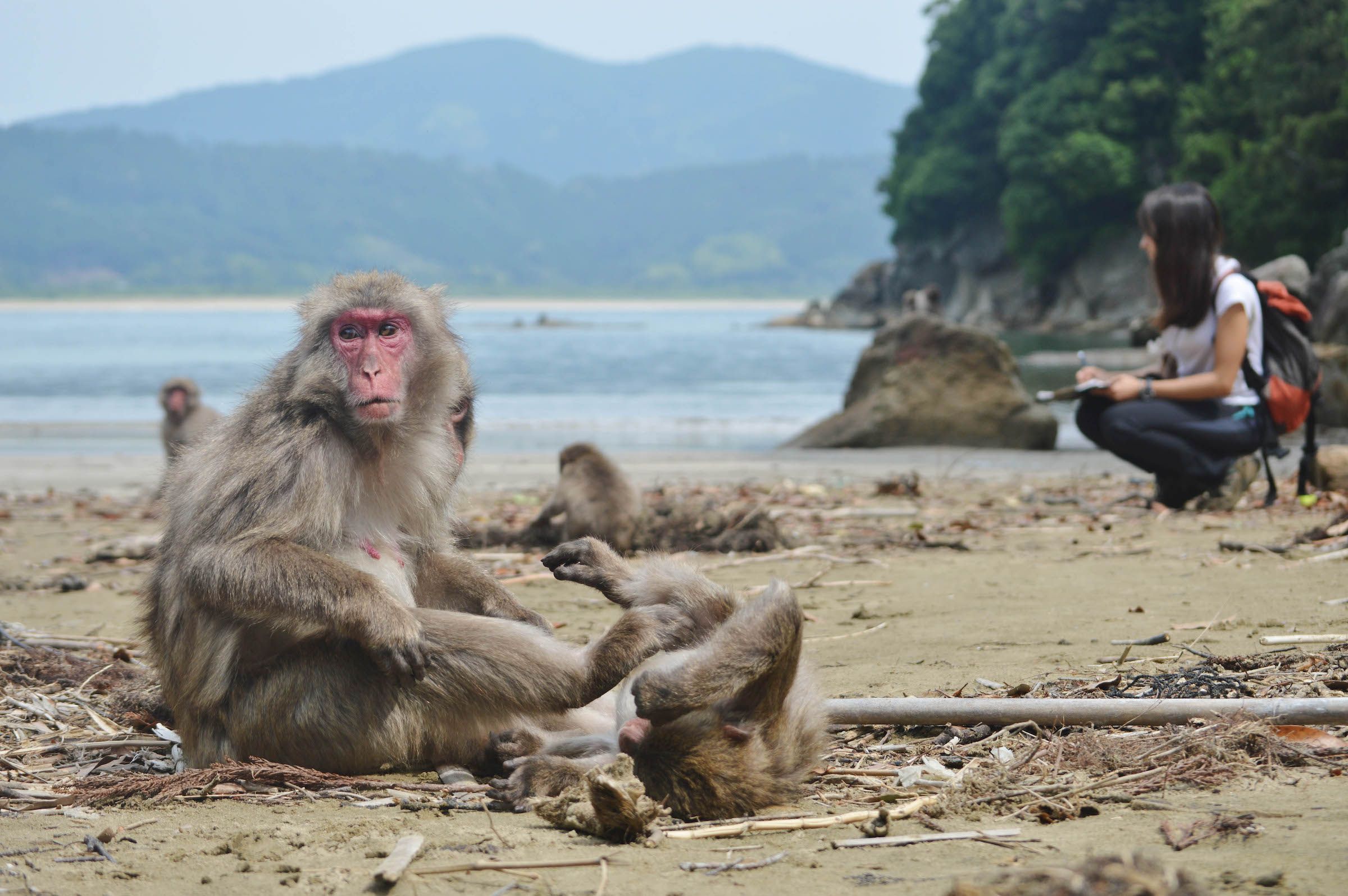 La doctora por la CEU UCH Alba Castellano, durante los experimentos con macacos japoneses en la isla japonesa de Koshima.