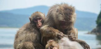 Macacos japoneses que interpretan miradas