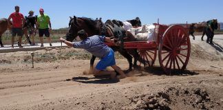 Estudio científico sobre una tradición popular valenciana: los caballos de tiro y arrastre