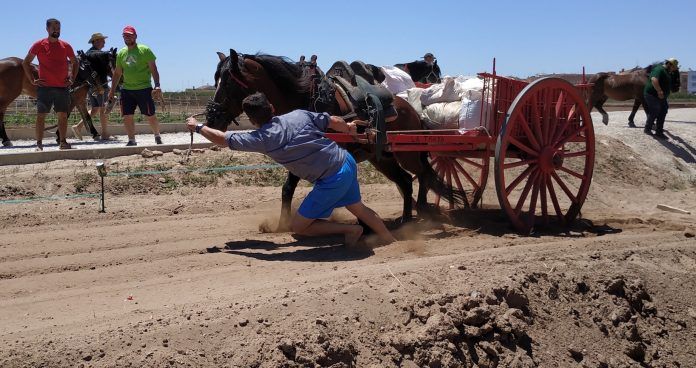proyecto-caballo-tiro-arrastre-ceu-uch-1