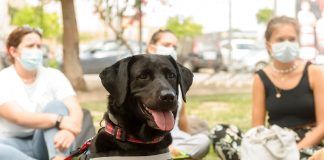 Terapeutas caninos para motivar e integrar a los nuevos estudiantes