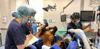 La mortalidad anestésica en caballos se ha reducido a la mitad en los últimos veinte años