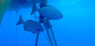 Acuicultura: cultivar el mar para alimentar al mundo y preservar la biodiversidad